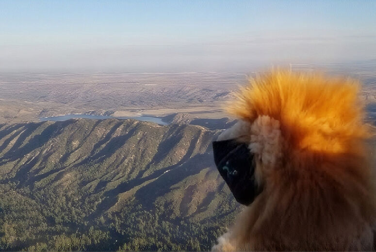 OUR VERY OWN LUKE THE LION TAKING IN THE BEAUTIFUL VIEWS WHILE ON A TRANSPORT
