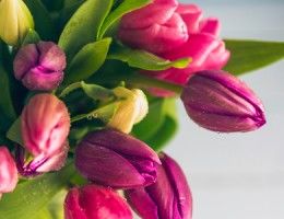 Fresh tulips ready for delivery