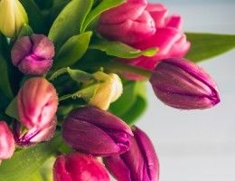 Fresh tulips ready for delivery